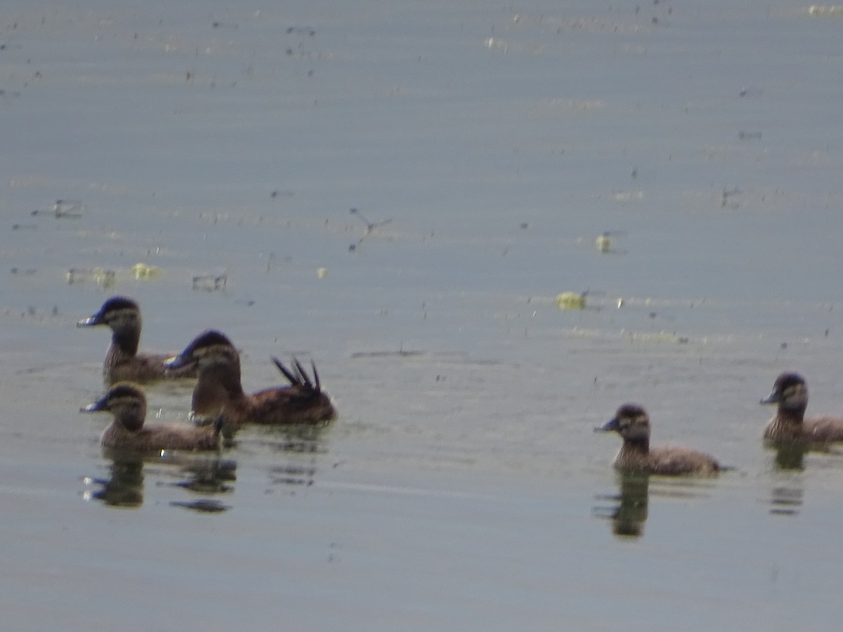 Ruddy Duck - ML620732441