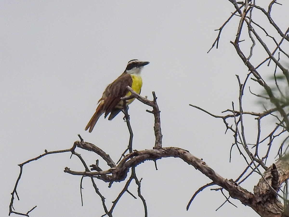 Great Kiskadee - ML620732446