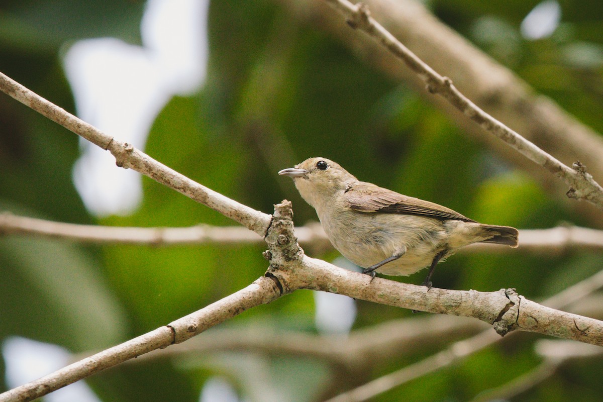 Cambodian Flowerpecker - ML620732447