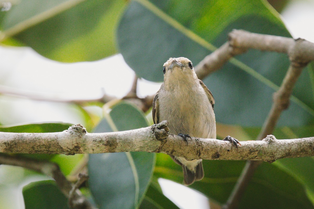 Cambodian Flowerpecker - ML620732448