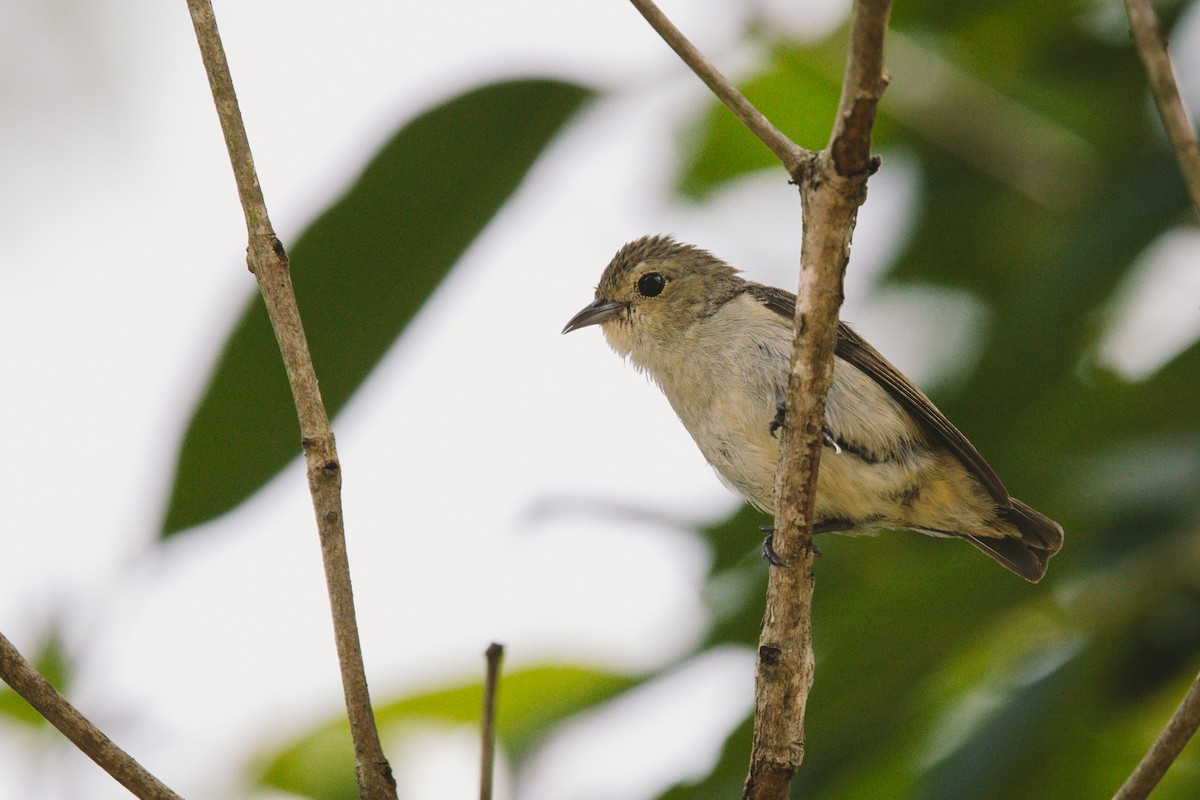 Cambodian Flowerpecker - ML620732449