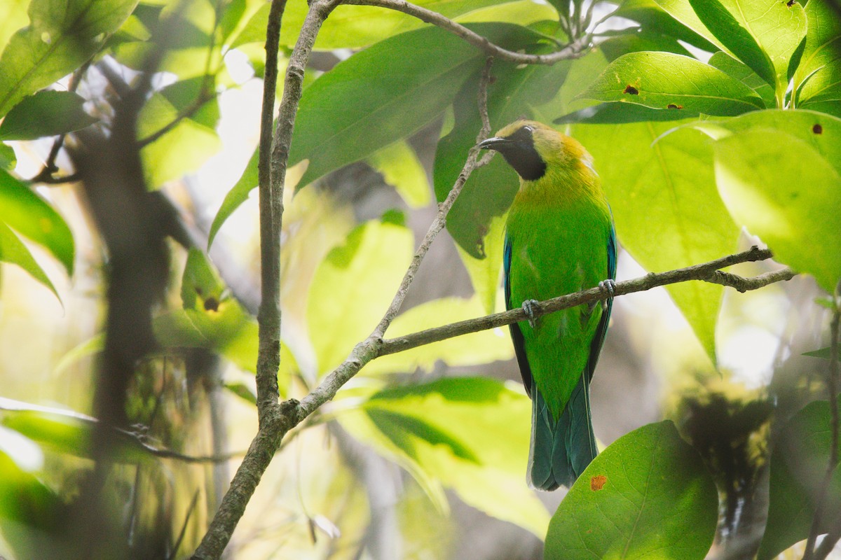 Verdin à ailes bleues - ML620732450