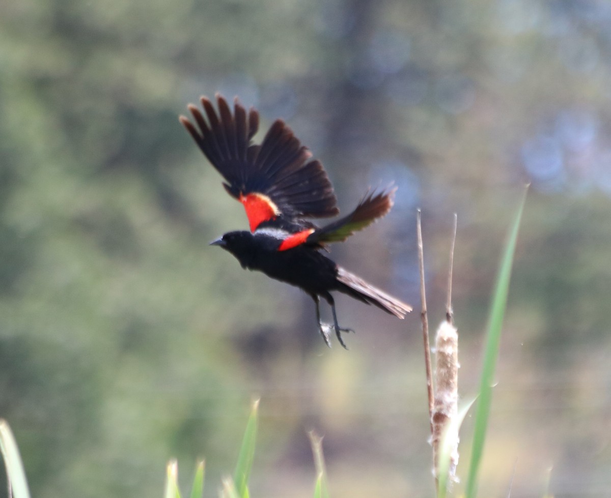 Red-winged Blackbird - Jim  Patten