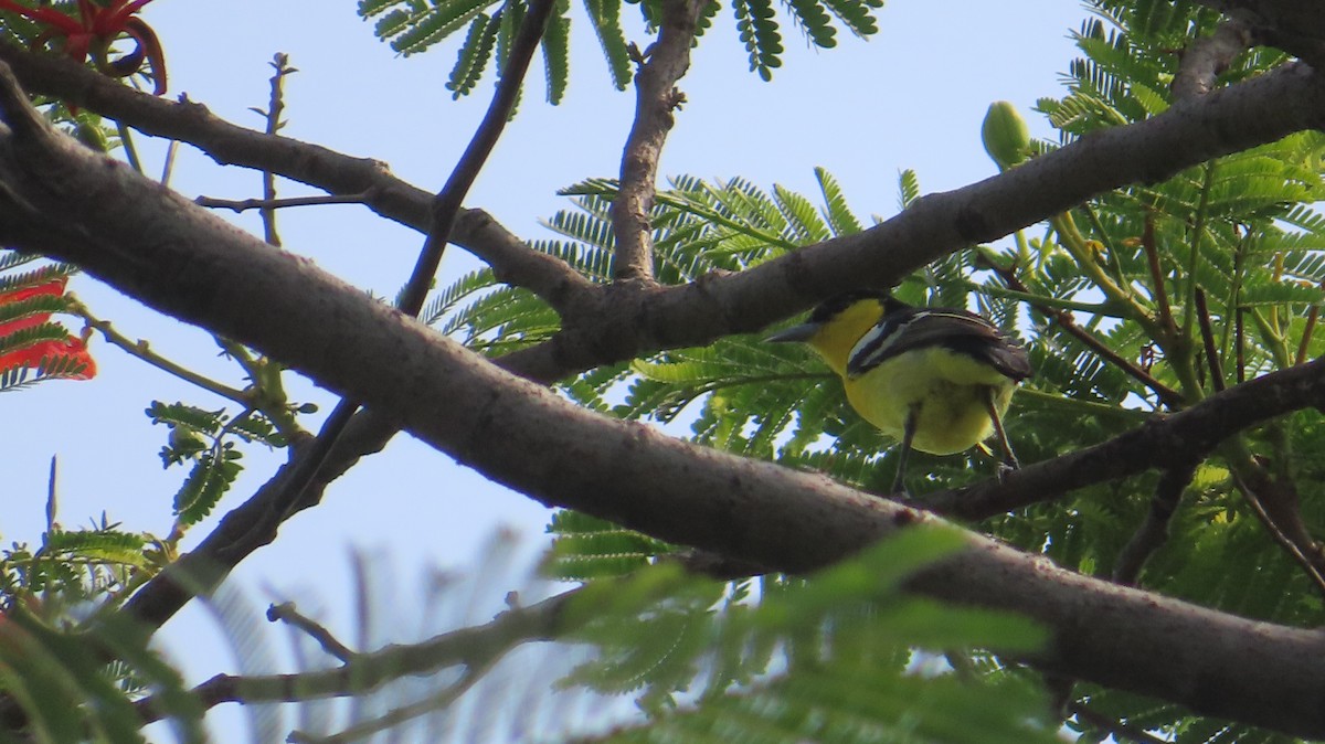 Common Iora - ML620732454