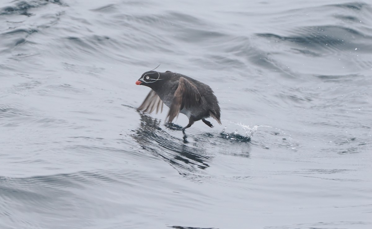 Whiskered Auklet - ML620732456