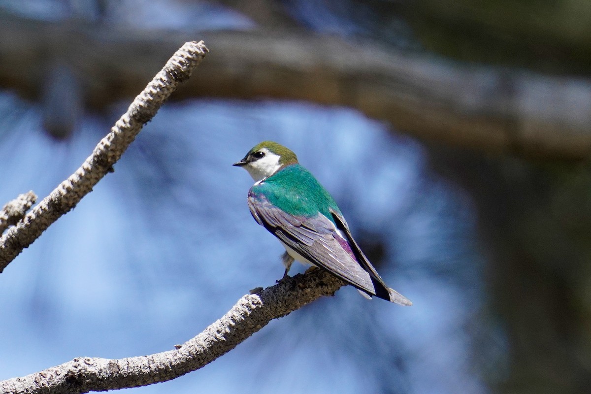 Violet-green Swallow - ML620732459