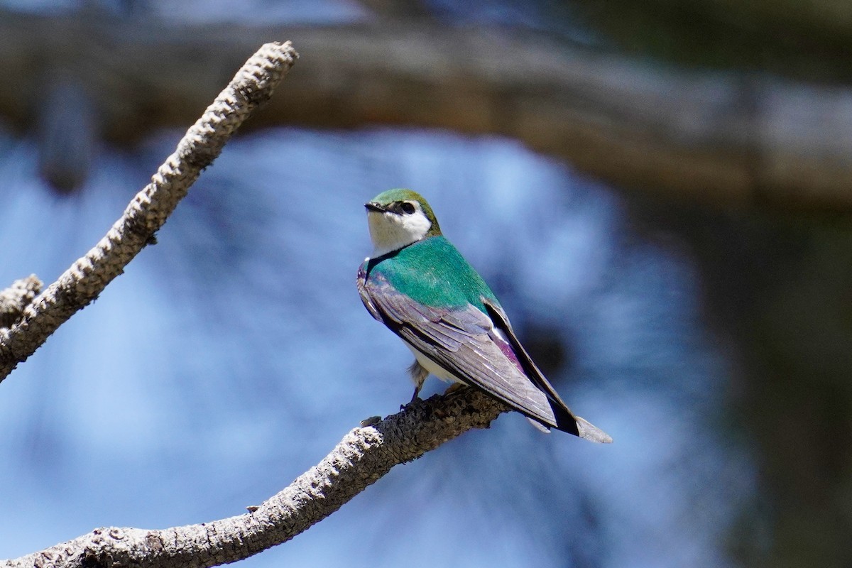 Violet-green Swallow - ML620732462