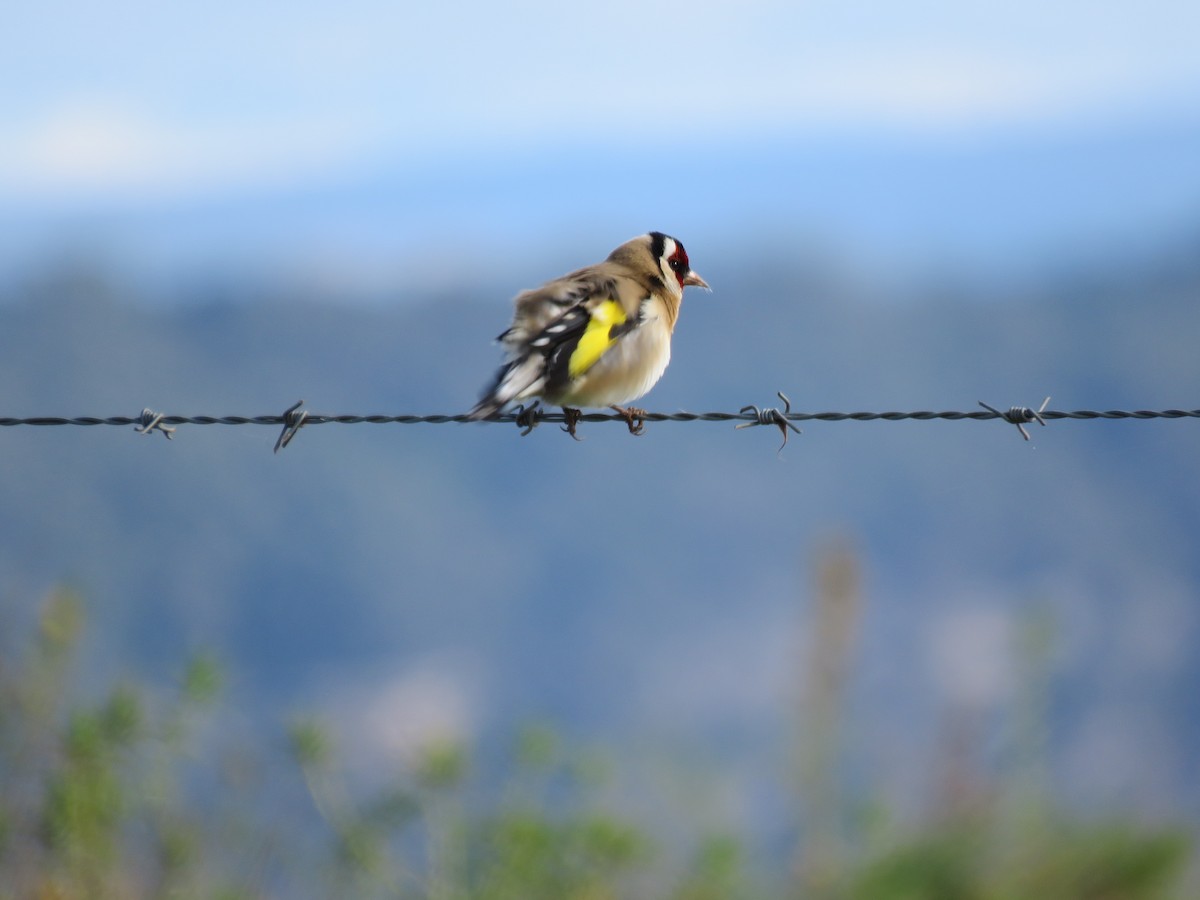 European Goldfinch - ML620732463