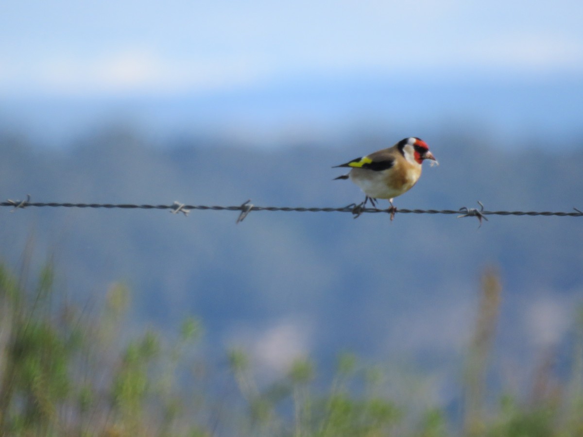 European Goldfinch - ML620732465