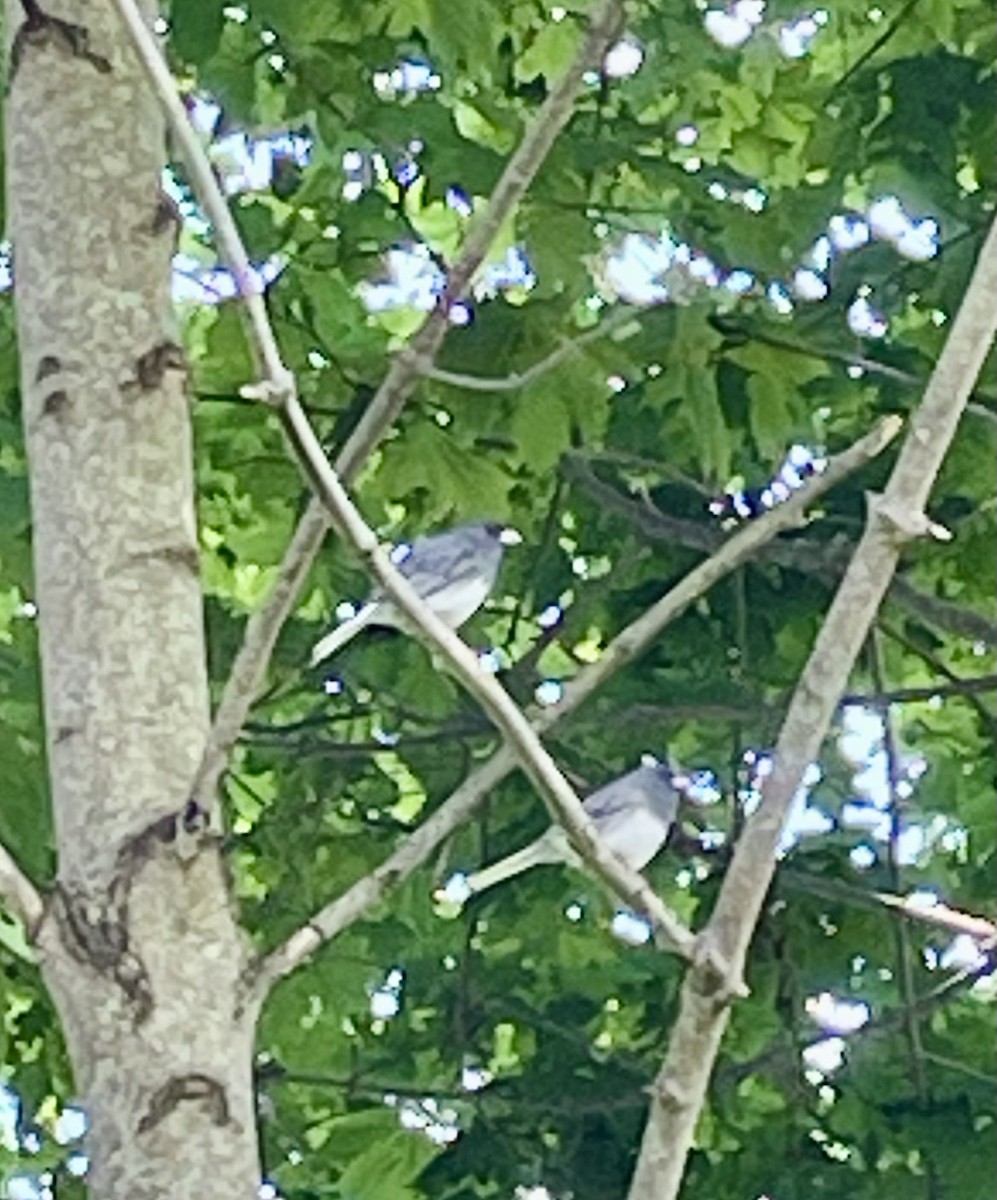 Dark-eyed Junco - ML620732469