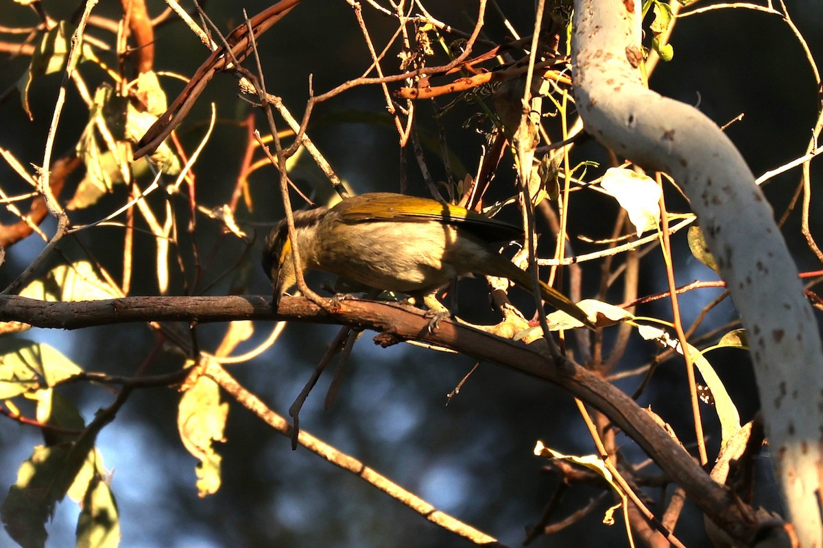 Singing Honeyeater - ML620732474