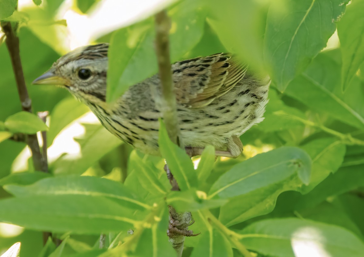 Lincoln's Sparrow - ML620732476