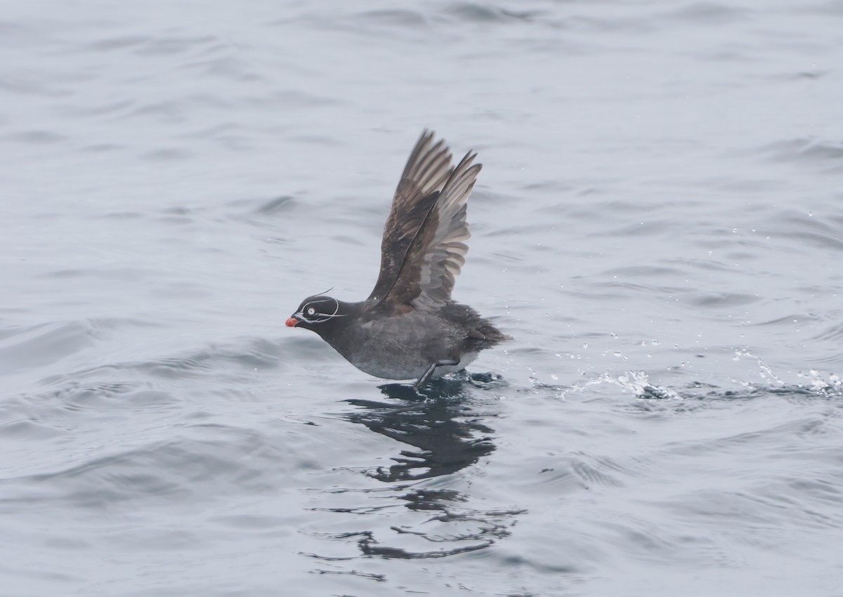 Whiskered Auklet - ML620732477