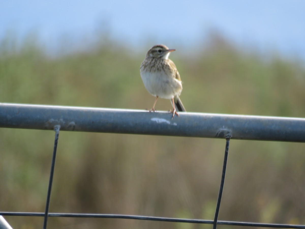 Australian Pipit - ML620732479