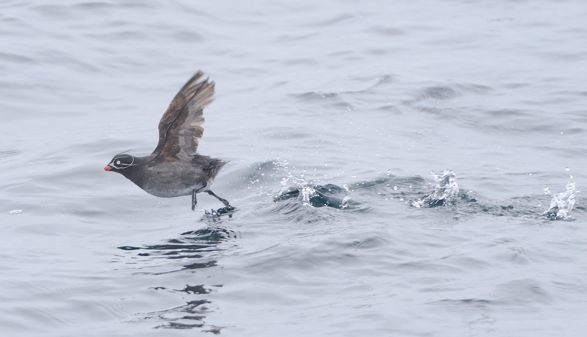 Whiskered Auklet - ML620732480