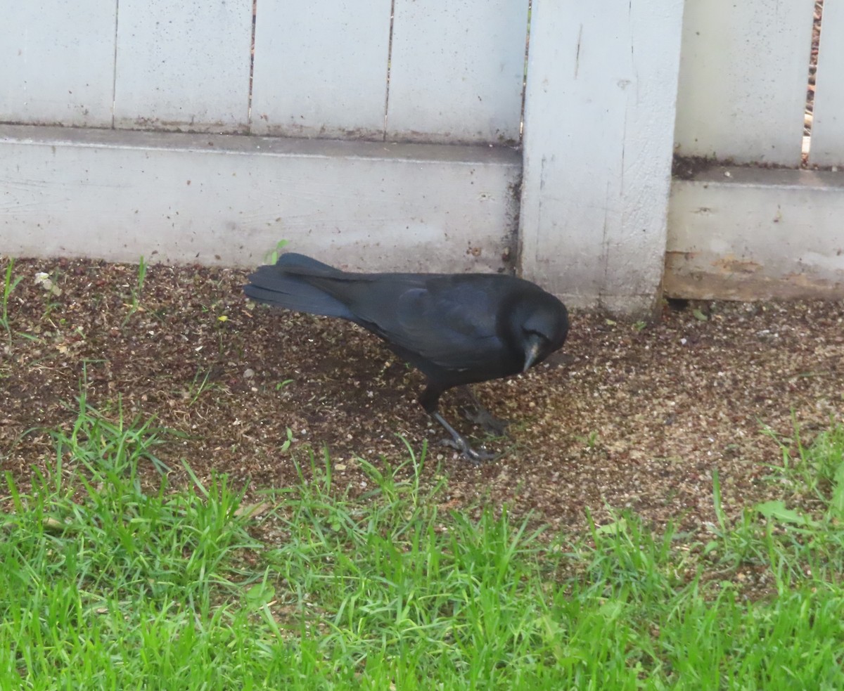 American Crow - ML620732481