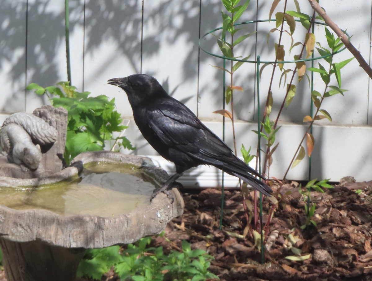 American Crow - ML620732484