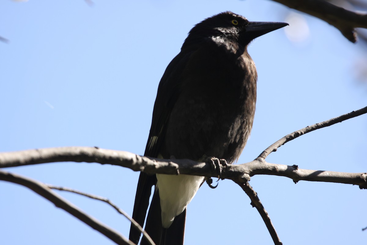 Pied Currawong - ML620732485