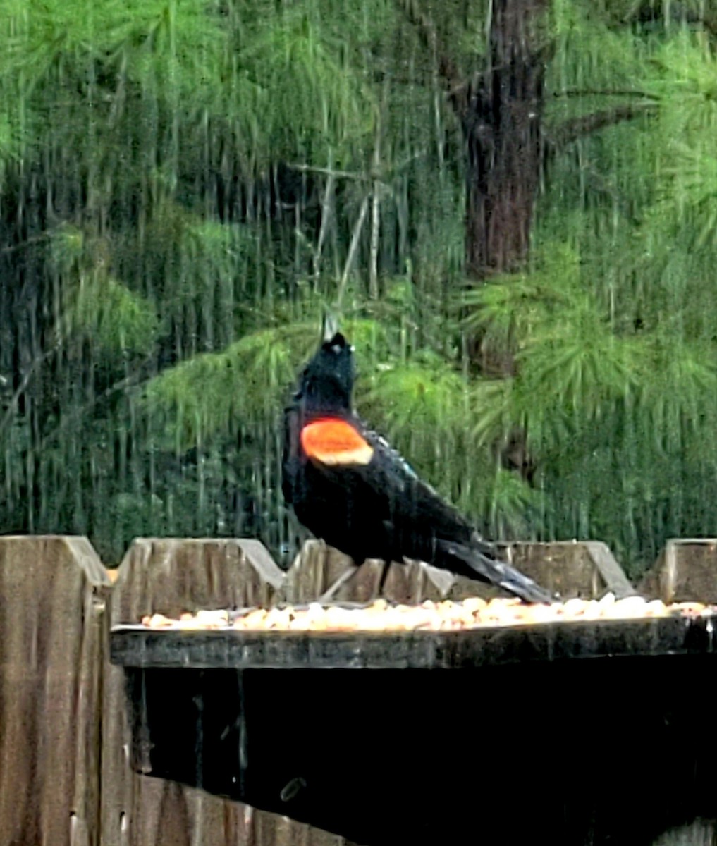 Red-winged Blackbird - ML620732486