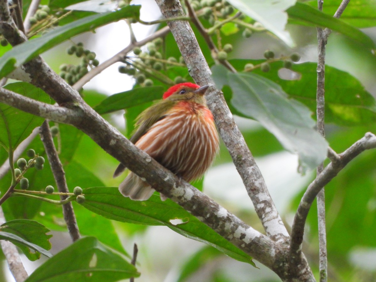 rødstripemanakin - ML620732487