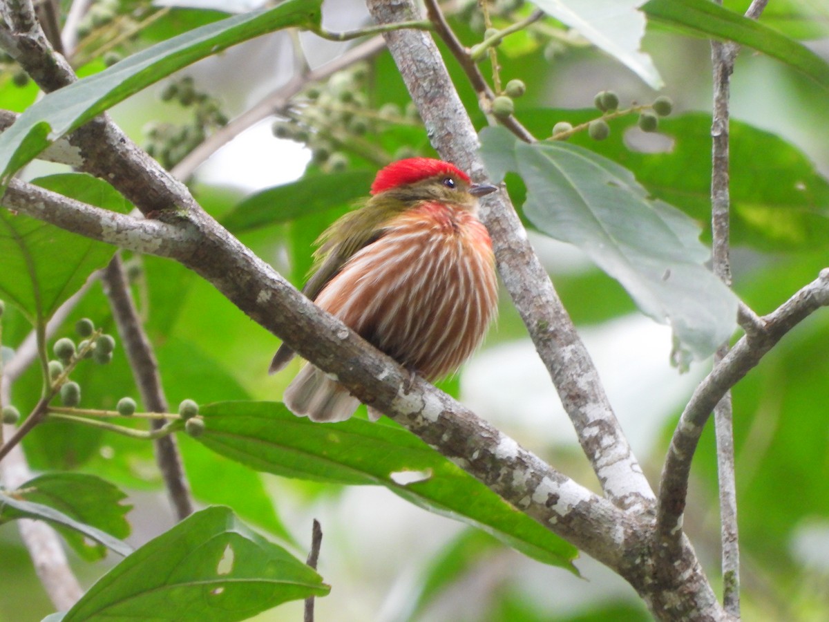 rødstripemanakin - ML620732489