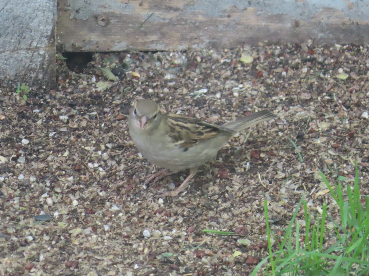 House Sparrow - ML620732495