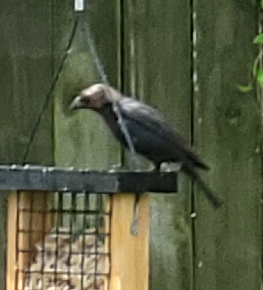 Brown-headed Cowbird - ML620732502