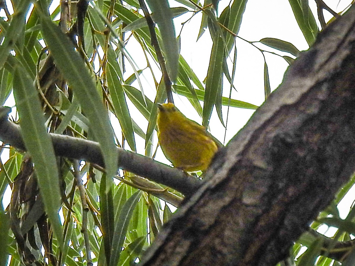 Yellow Warbler - ML620732503