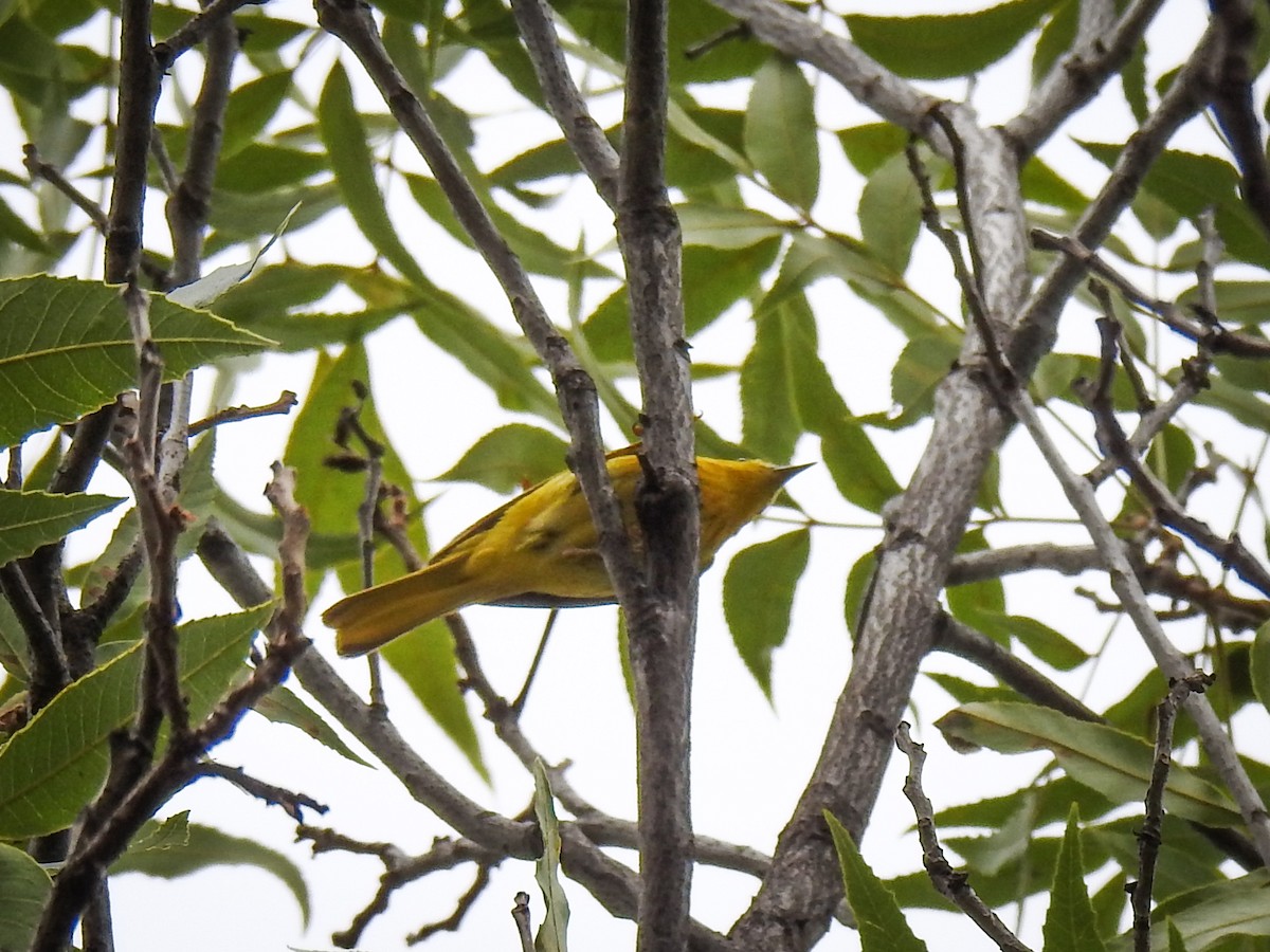 Yellow Warbler - ML620732504