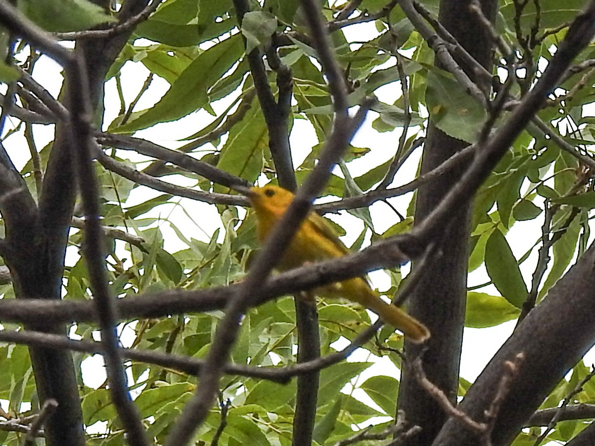 Yellow Warbler - ML620732505