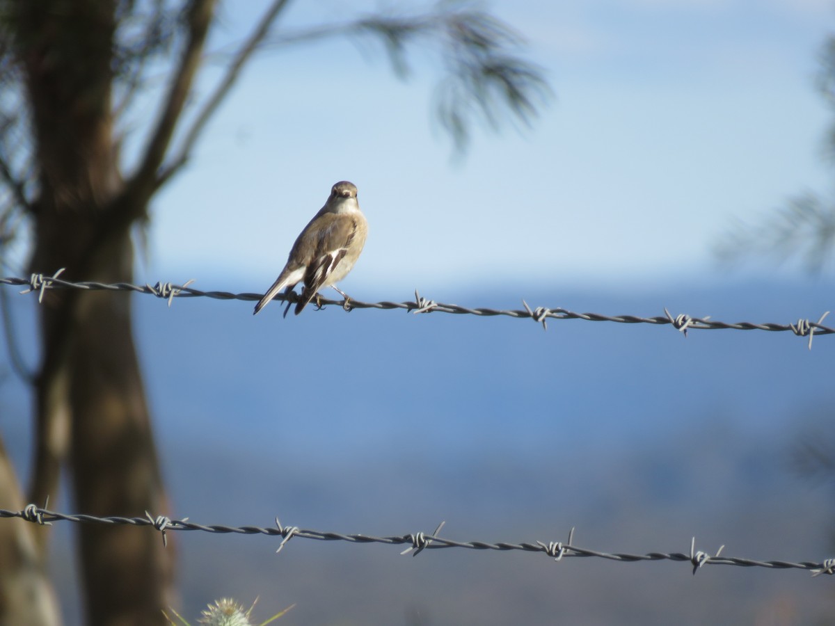 Flame Robin - ML620732509