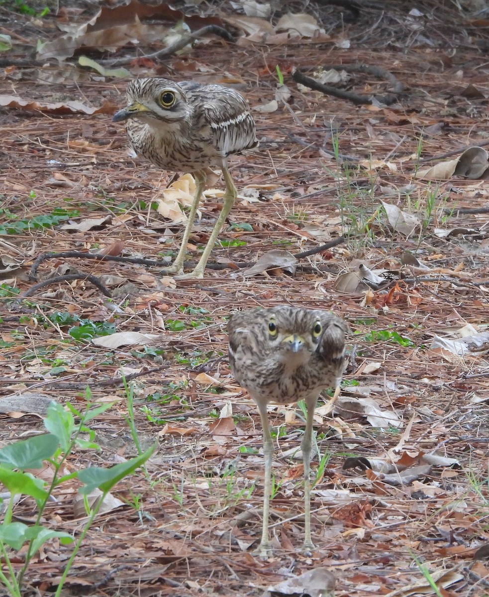 Indian Thick-knee - ML620732510