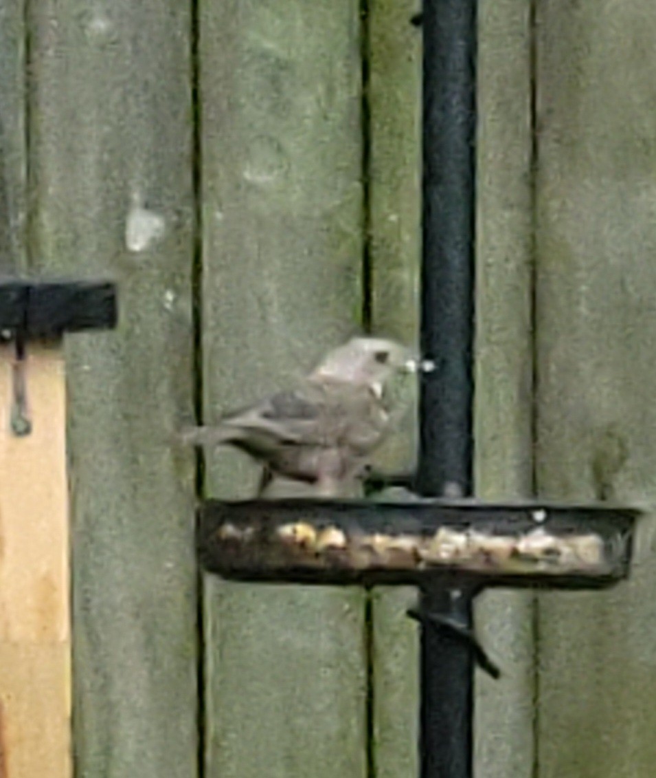 Brown-headed Cowbird - ML620732512