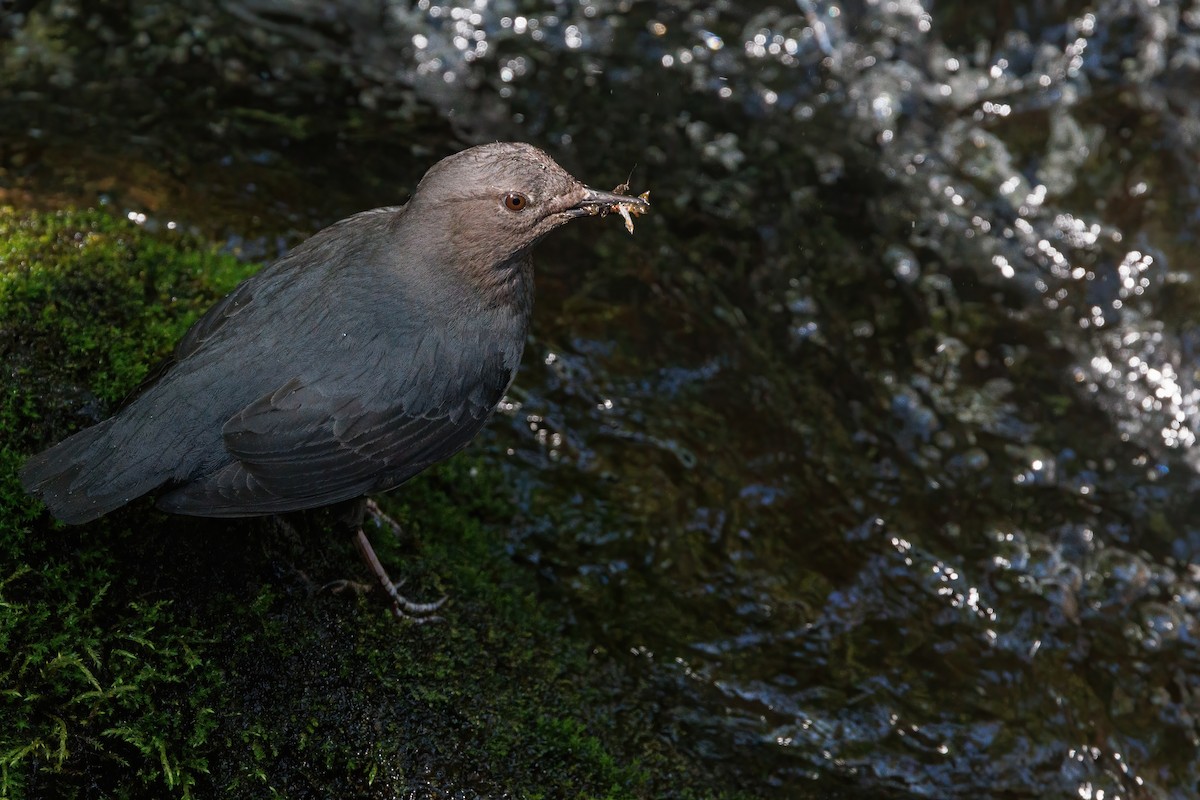 American Dipper - ML620732515