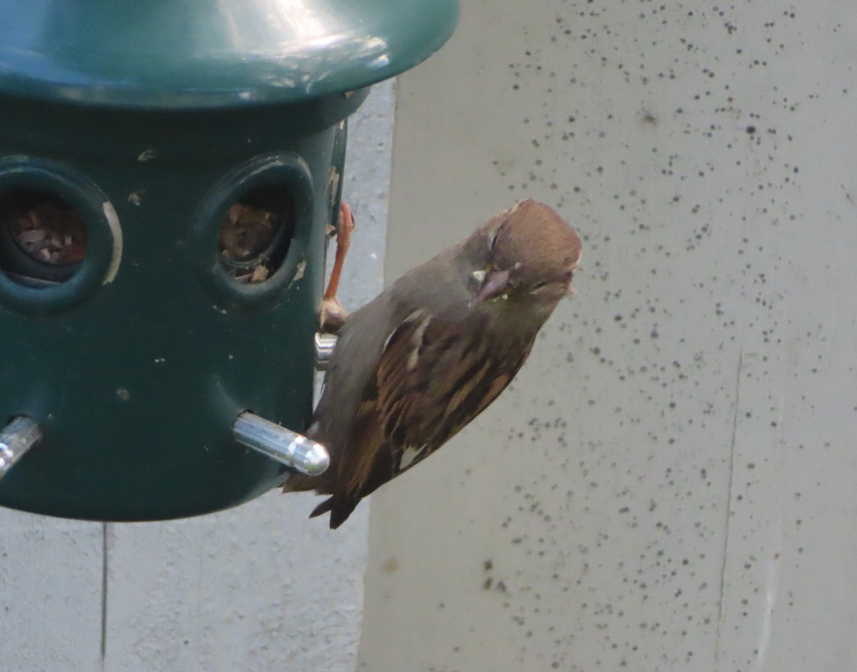 House Sparrow - ML620732516