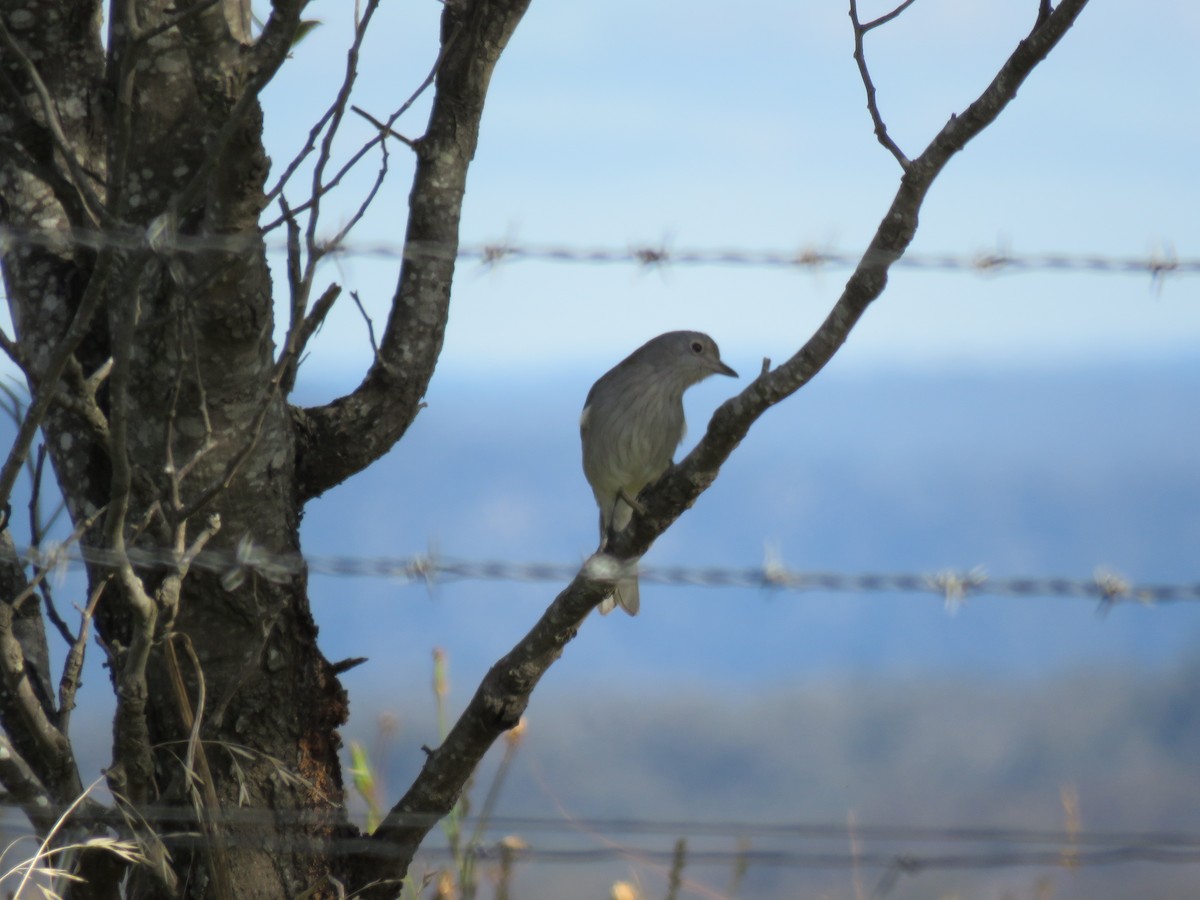 Gray Shrikethrush - ML620732519