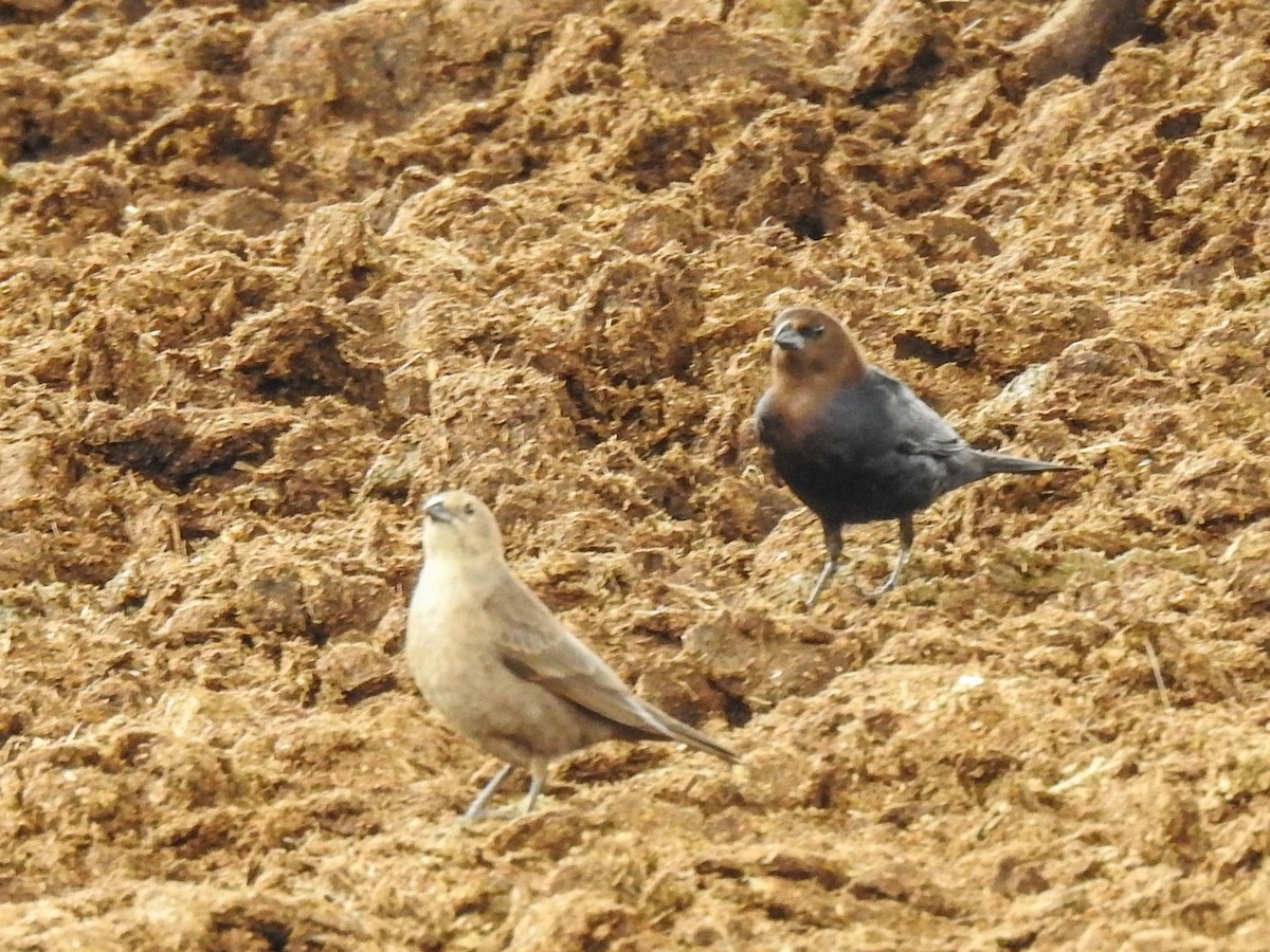 Brown-headed Cowbird - ML620732521