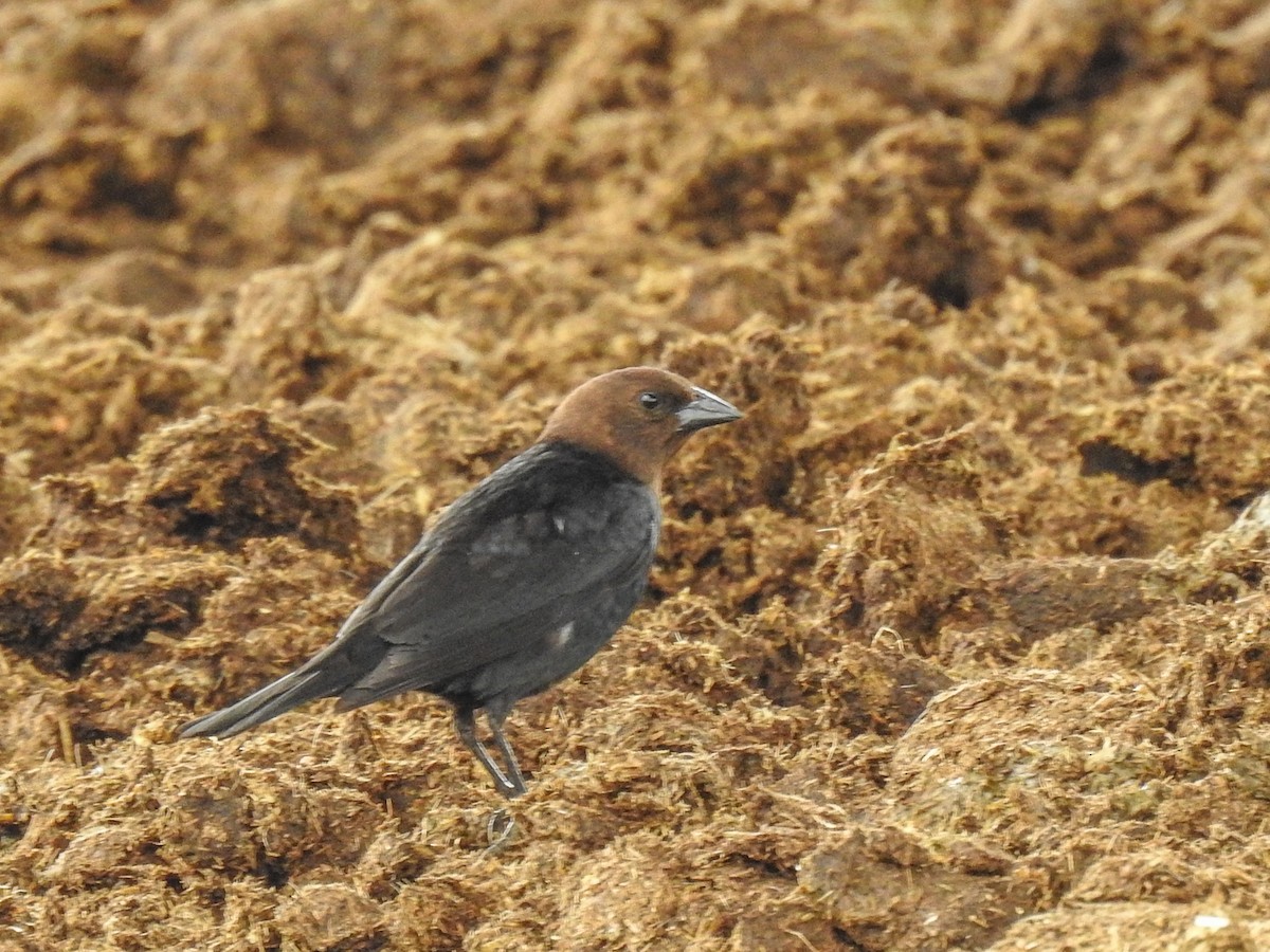 Brown-headed Cowbird - ML620732522