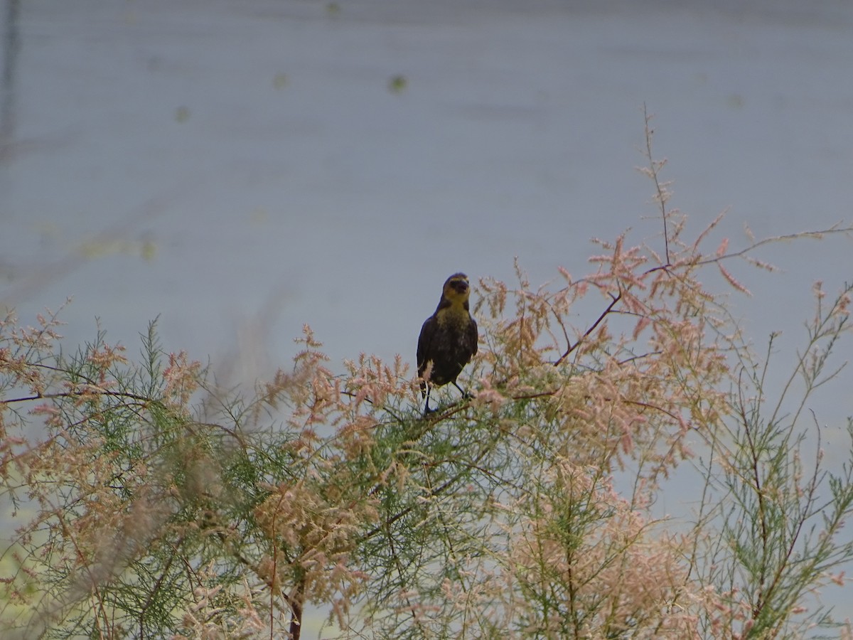 Yellow-headed Blackbird - ML620732523