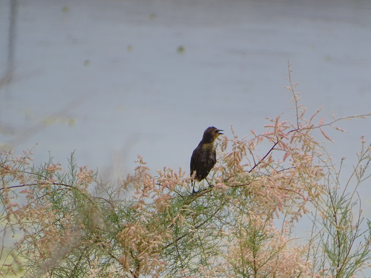 Yellow-headed Blackbird - ML620732524