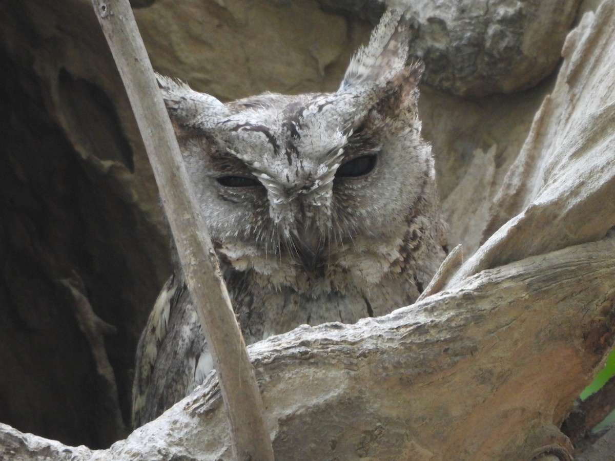 Indian Scops-Owl - ML620732527