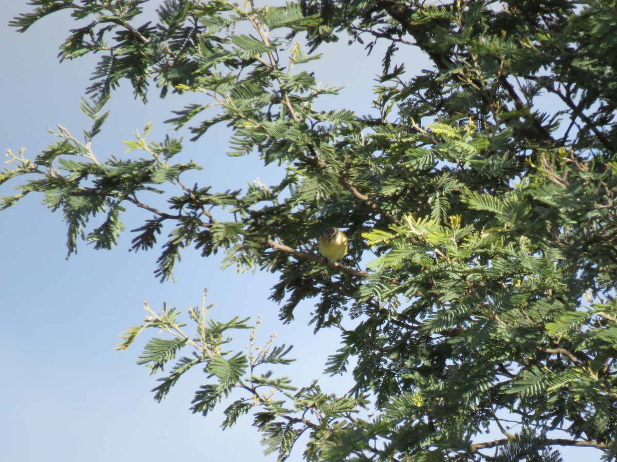 Yellow-rumped Thornbill - ML620732528