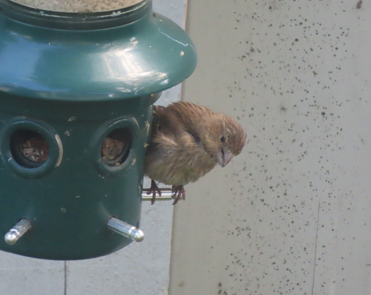 House Finch - ML620732529