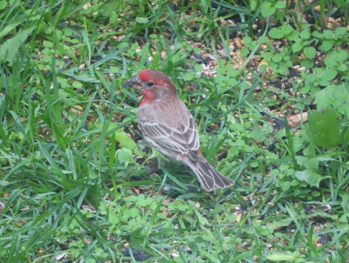 House Finch - ML620732530