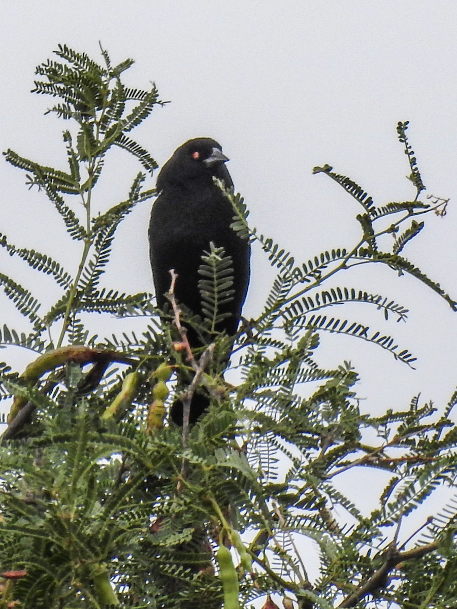 Bronzed Cowbird - ML620732531