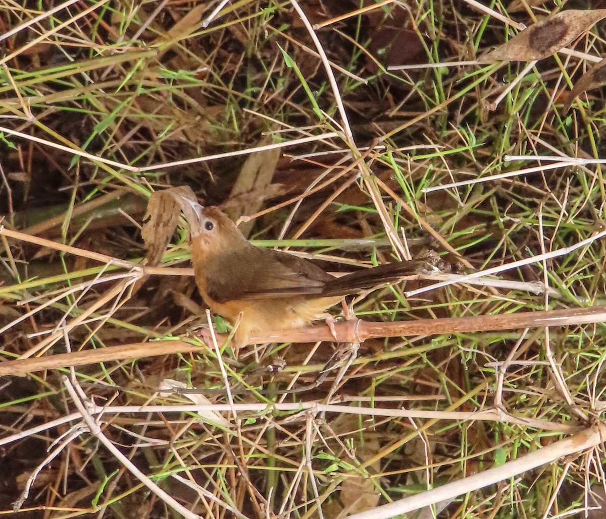 Tawny-bellied Babbler - ML620732532