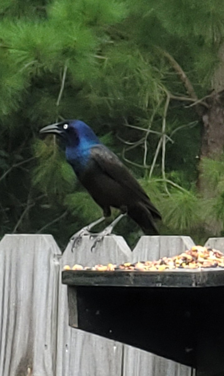 Common Grackle - ML620732533