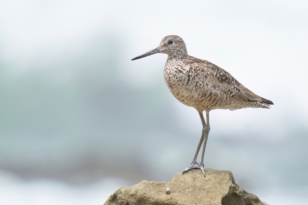 Willet - ML620732535