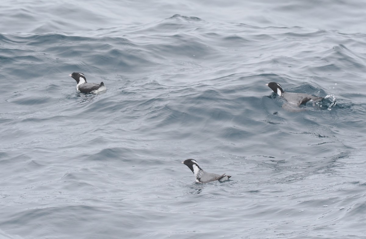 Guillemot à cou blanc - ML620732537