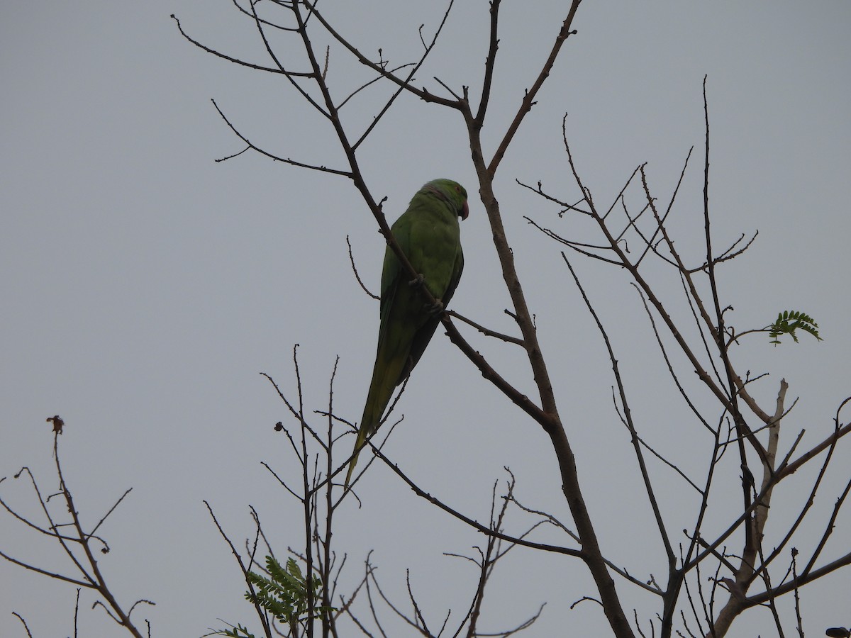 Rose-ringed Parakeet - ML620732541